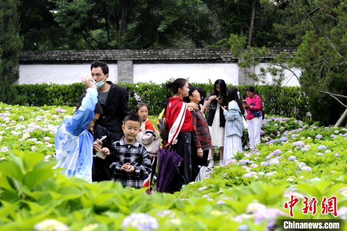 图为花海中游玩的民众。 高铖 摄