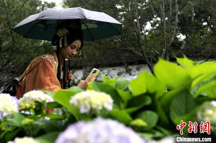 图为身穿汉服的市民拍摄盛开的绣球花。 高铖 摄