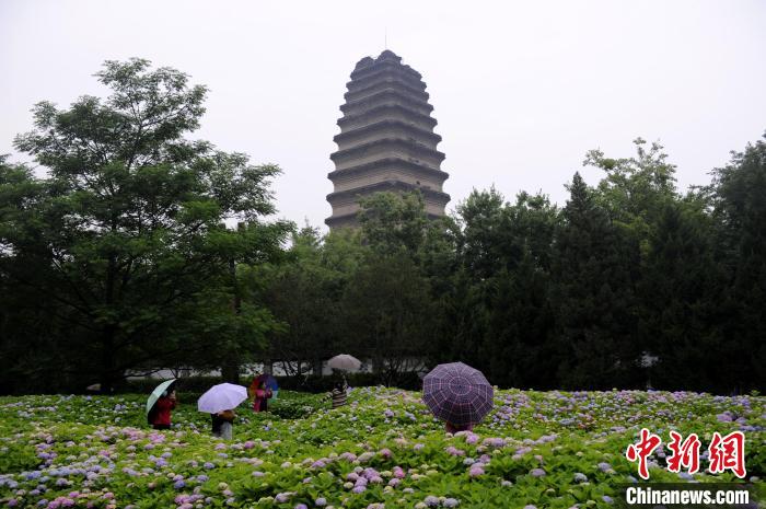 图为小雁塔下撑伞赏花的民众。 高铖 摄