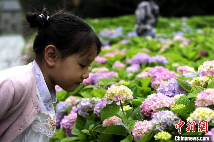 图为孩童观赏绣球花。 高铖 摄