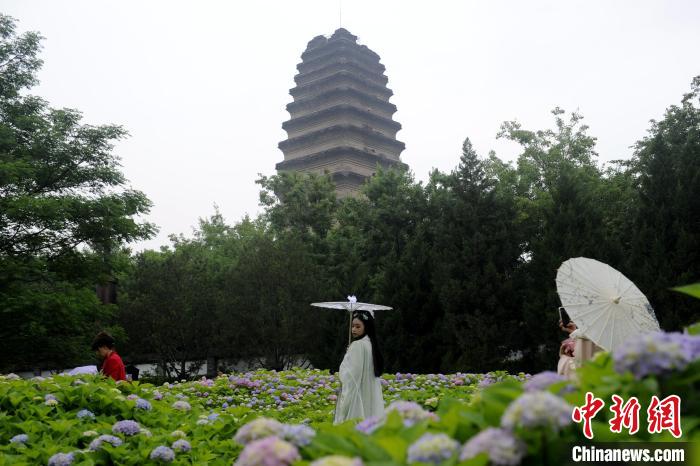 图为身穿汉服的市民在花海中拍照留念。 高铖 摄