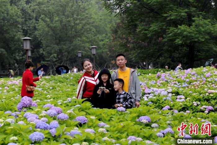 西安小雁塔绣球花开引游人