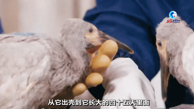 6c508e38a57566fd3ba786fb86445f12.gif