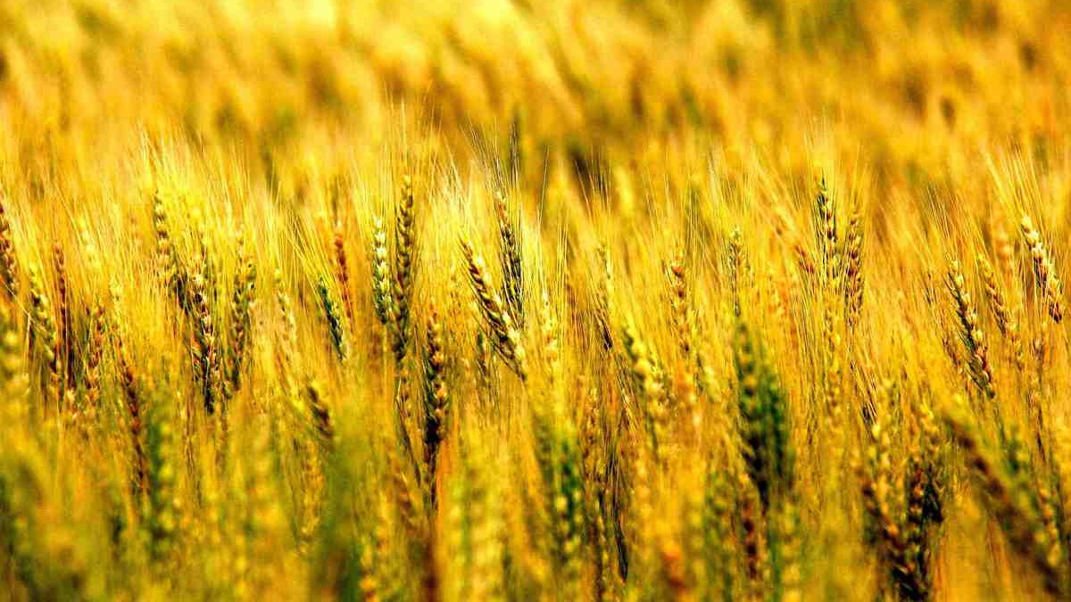 陕西全省小麦收获近六成 累计收获小麦848.75万亩