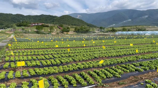 2023走出杨凌看示范：科技引领聚合力 高山蔬菜种出致富路
