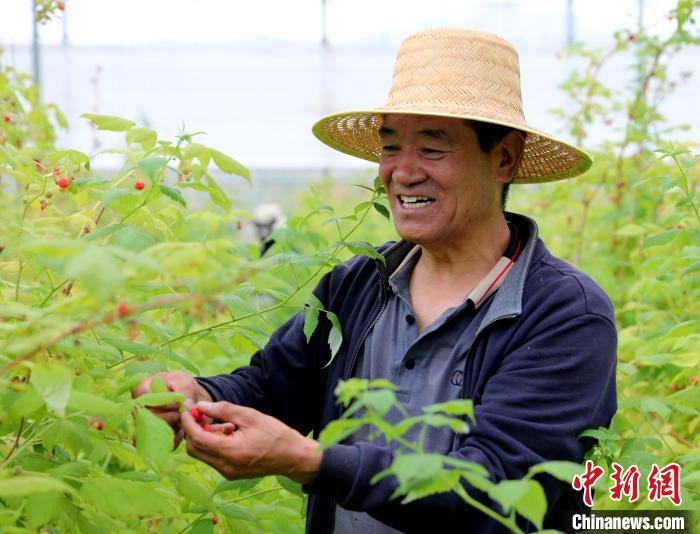 图为“黄河彩篮”高原现代农业产业园内采摘树莓。 薛蒂 摄