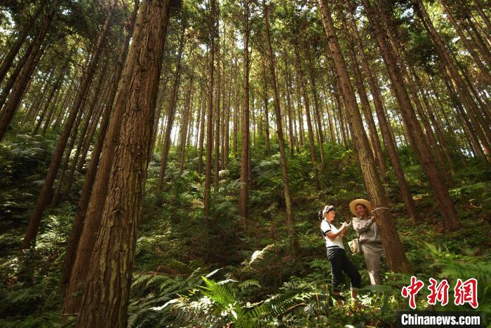 图为三明市尤溪县丰产林。 吴步存 摄