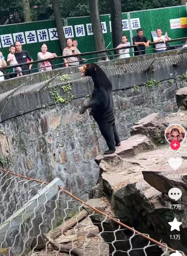 马来熊被疑“人假扮”，杭州动物园：熊在山中坐，热搜从天降