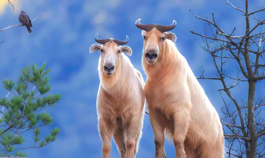 發現丨秦嶺羚牛：縱橫于懸崖峭壁間的“高山勇士”