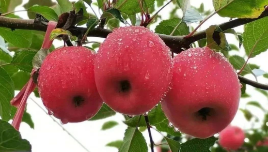 渭南：白水苹果载誉2023年第八届中国果业品牌大会