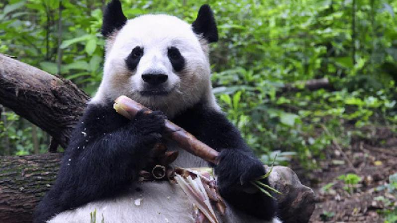 23岁大熊猫“成功”在兽舍内离世 系熊猫“花花”之母