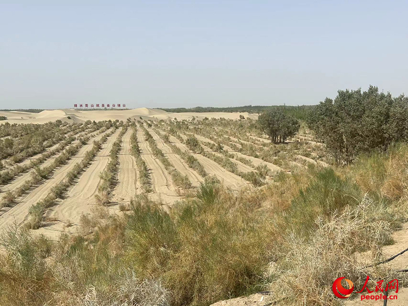 麦盖提县百万亩防风固沙生态林建设工程。人民网记者 常雪梅摄