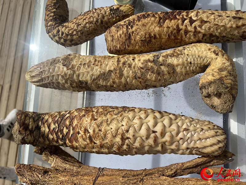 林下经济作物肉苁蓉。人民网记者 常雪梅摄