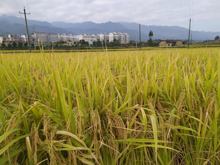 汉阴县高效机收水稻 拉开秋收大幕