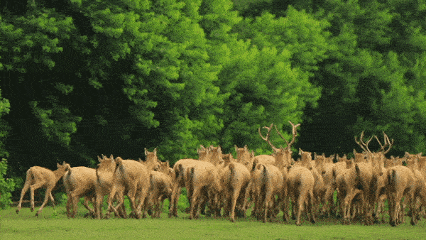 421063c1ad0c9aa86bbfd6463b75c425.gif