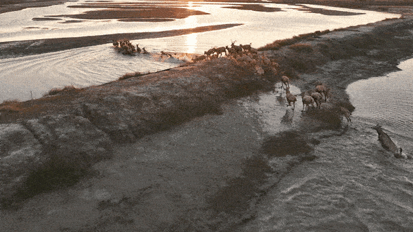 bff433cc4ad205d688c4988af4d9a612.gif