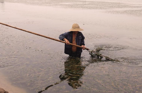 在大荔县范家镇黄河大闸蟹生态养殖基地，蟹农童渡江正在割水草。（本文图片由梁少飞提供）