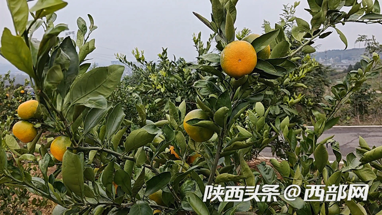 203358c78101eac4327cb1d131874d43.png