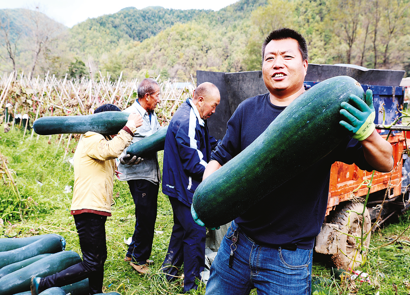 基地负责人胡小刚说起冬瓜丰收后的销路信心满满 杨鑫 摄