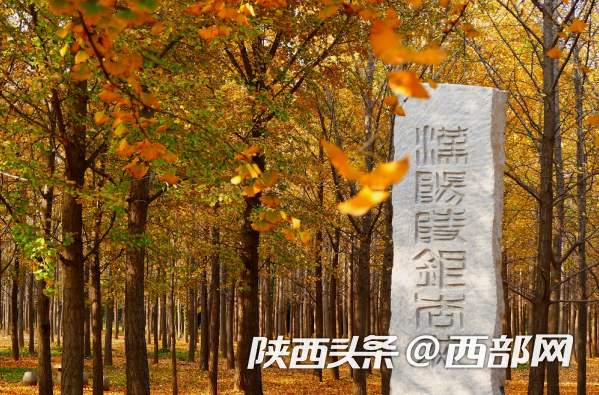 “寻踪汉阳陵•金秋银杏季”系列汉文化主题活动即将启动