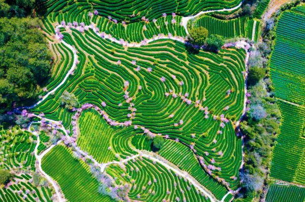 武夷山星村镇燕子窠生态茶园樱花盛开-肖文凤摄