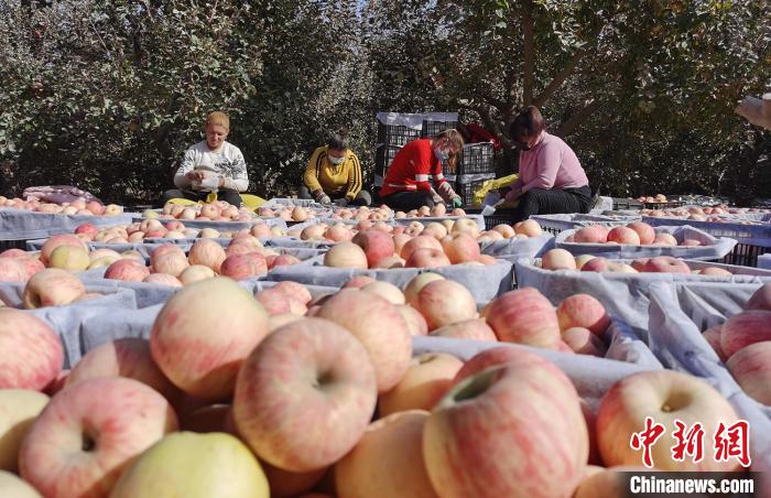 戈壁滩现万亩果园 新疆泽普“小苹果”如何成为乡村振兴“大产业”？
