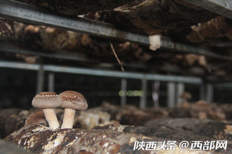 陕西安康：“小香菇”撬动食用菌“大产业”