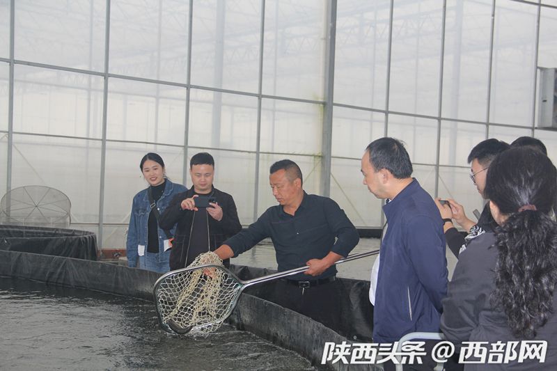 陕西好网民“县”在进行时丨工厂里还能养鱼？智慧渔业节水节地，实时监控鱼池状态
