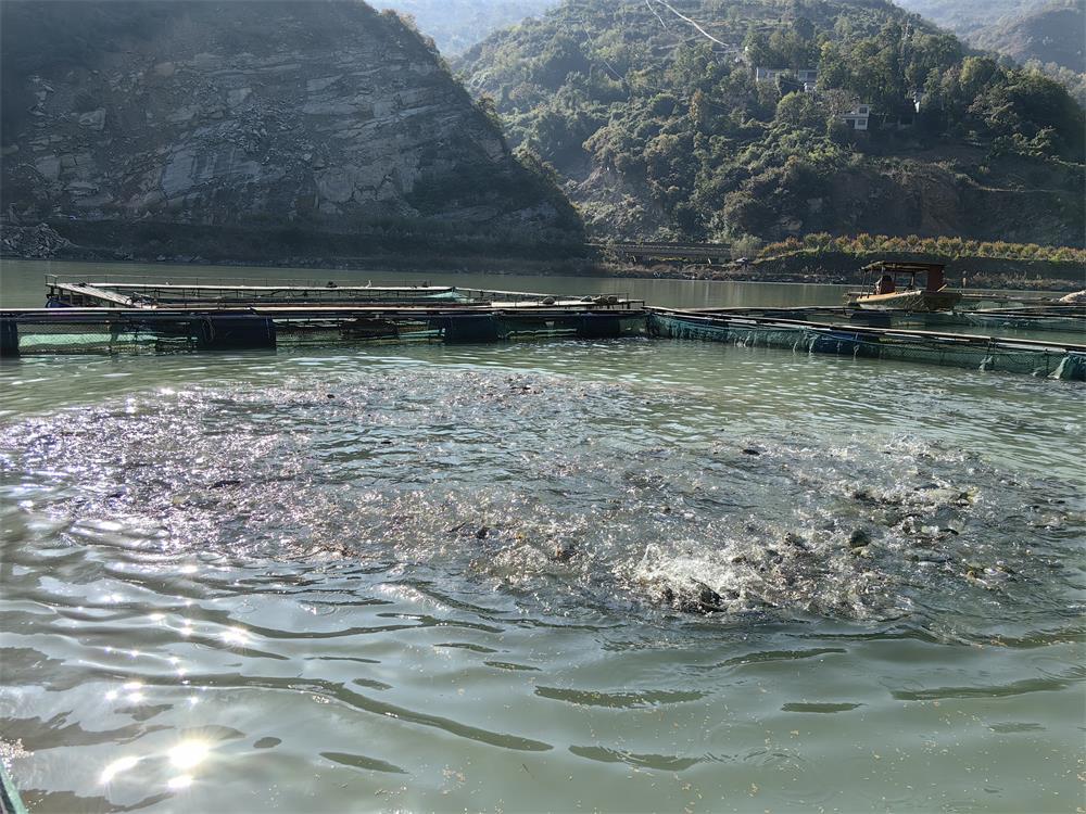旬阳市双龙湖生态农业农民专业合作社水产养殖基地