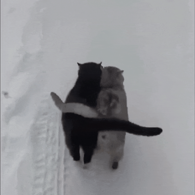 5dd7d7820cfb2ea99fa2e49a3b14ec3d.gif