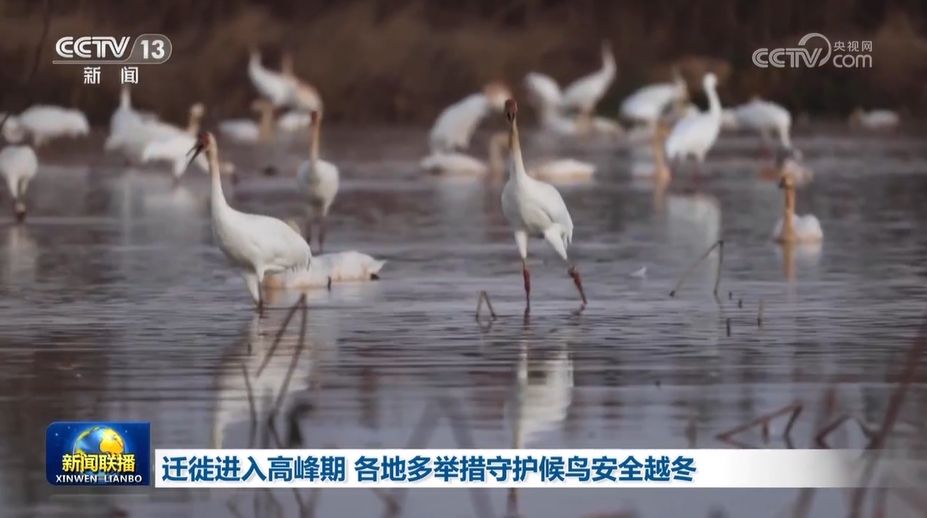 迁徙进入高峰期 各地多举措守护候鸟安全越冬 - 西部网(陕西新闻网)
