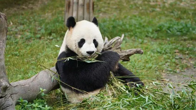 陕西秦岭国家公园创建区大熊猫重要栖息地等16处入选