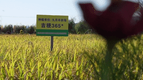 39af841ce6d3aa37e815adb80e10180a.gif