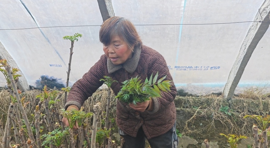 群众采摘香椿