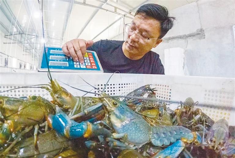 “农业大摸底”摸出西安“隐藏款”特产 临潼产澳洲淡水龙虾受市场青睐