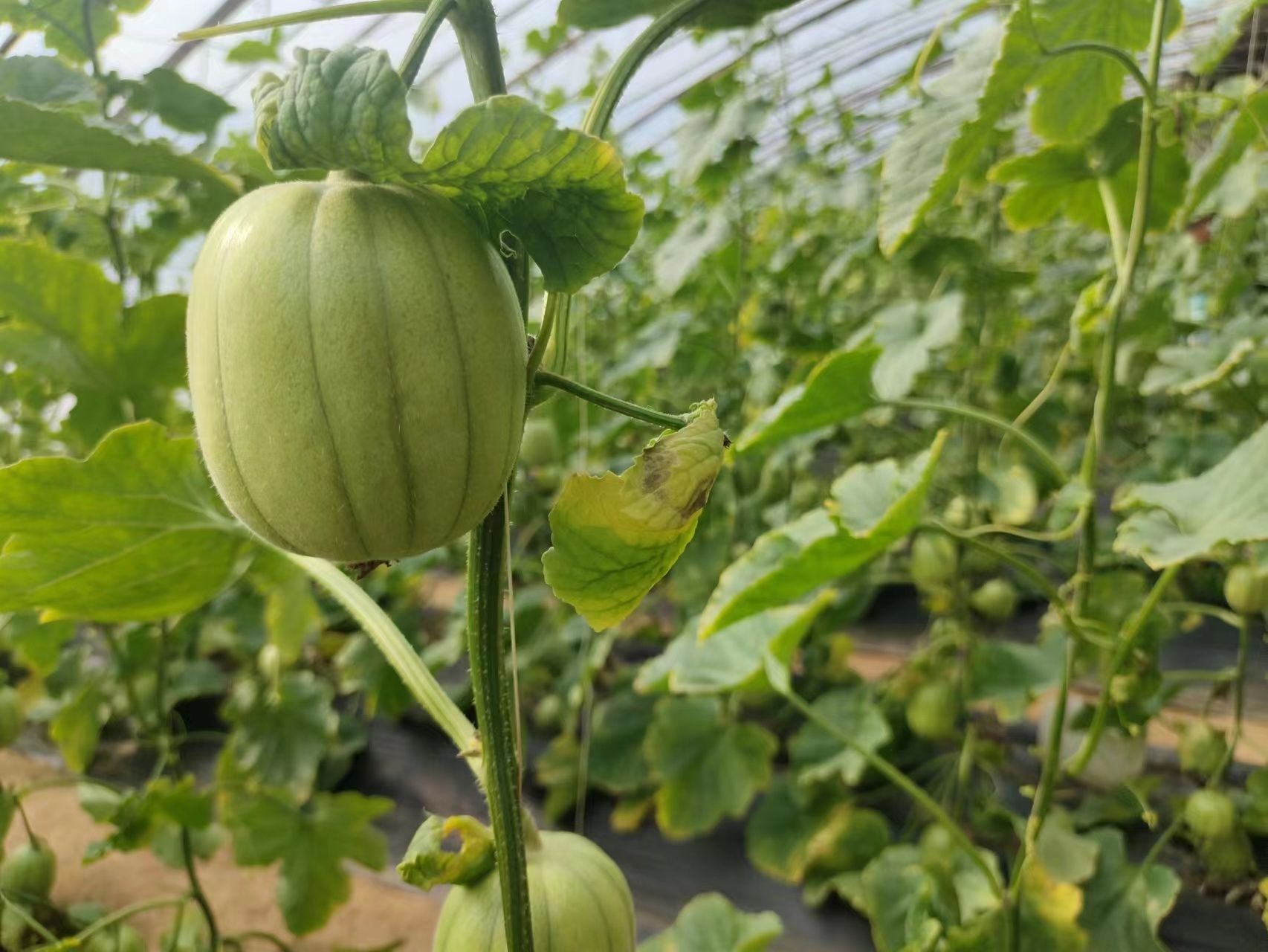 芝麻蜜香瓜。