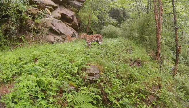 陕西长青国家级自然保护区拍摄到两只金钱豹同框影像