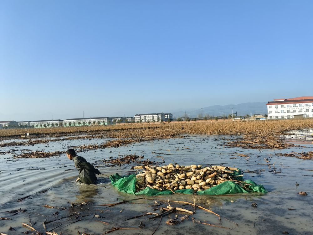 汉中市洋县一处莲藕基地。新华社记者 张斌 摄