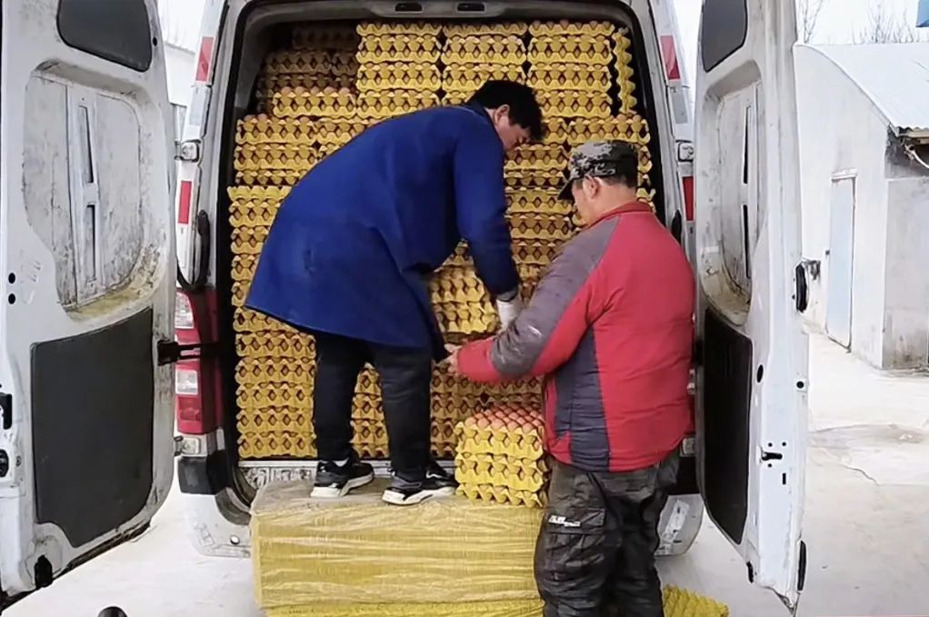 工人们正在将鸡蛋装车。