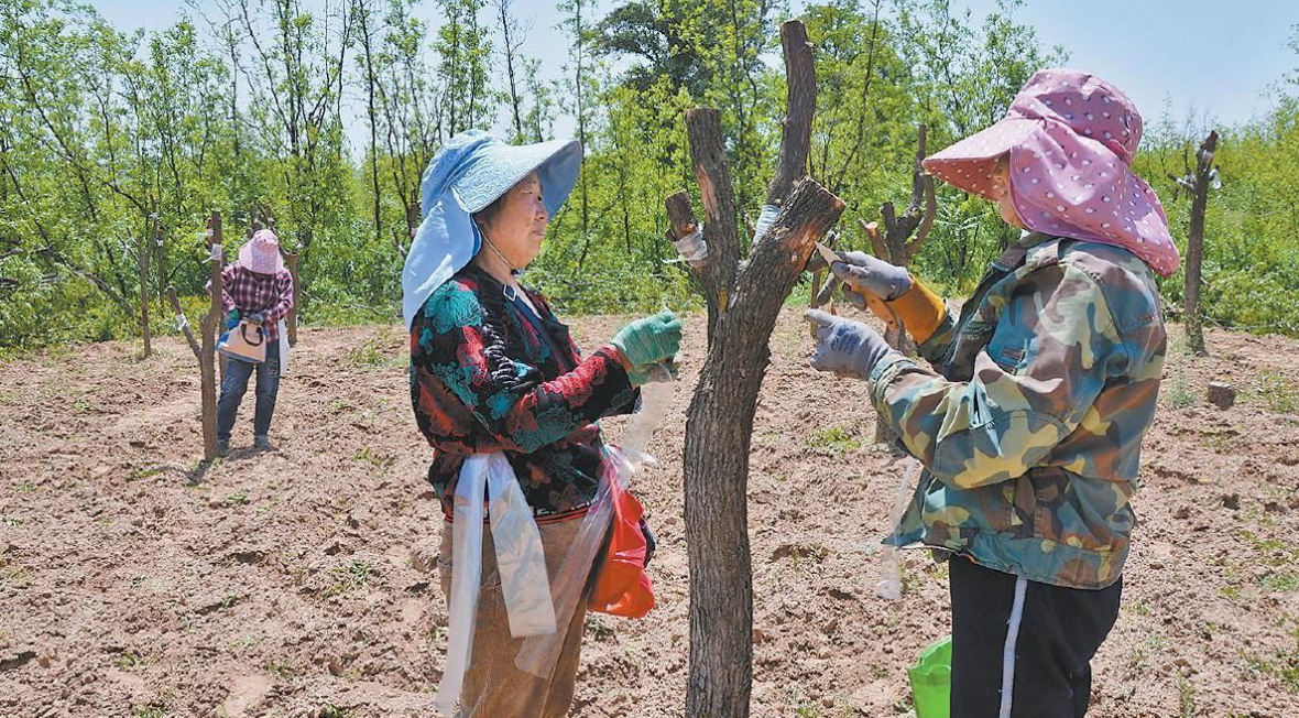 陕西绥德：红枣低产改造为产业发展注入新动能