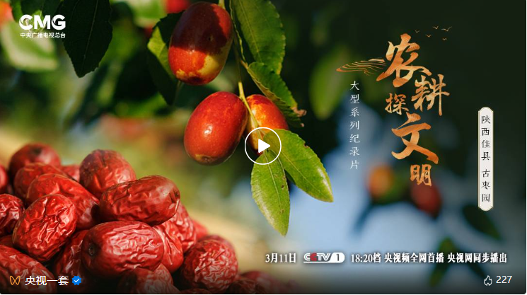 ​《农耕探文明》：千年枣树竟是黄土高原生态治理的法宝