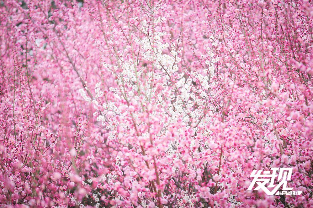 发现·春天里的陕西丨红梅绽放斜枝俏 暗香浮动一城春