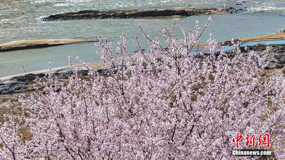 黄河壶口瀑布迎来“桃花汛”