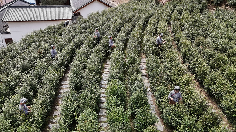 镇安县2024年春茶开采 11万亩秦岭高山象园雾芽茶新鲜上市