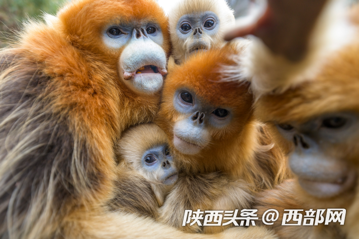 共建陕西“绿芯”金丝猴视觉形象征集活动启动
