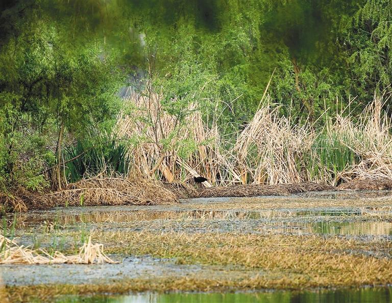 彩鹮现身浐灞国家湿地公园 为国家一级重点保护野生动物