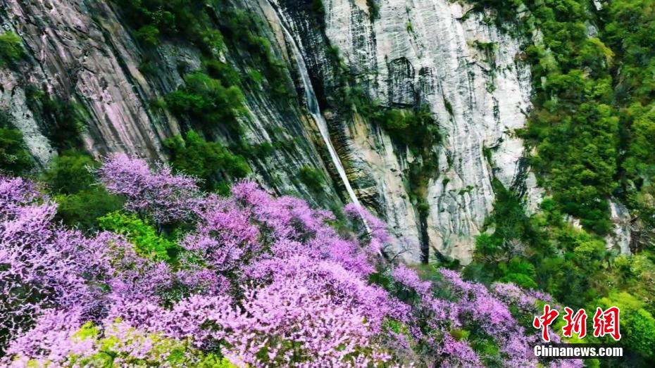 秦岭腹地漫山紫荆与“彩虹飞瀑”同框