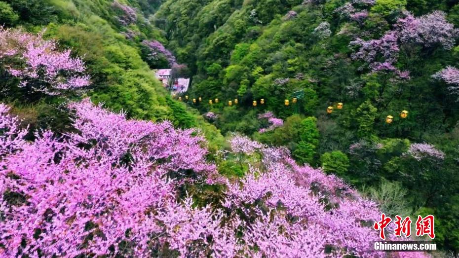 秦岭腹地漫山紫荆与“彩虹飞瀑”同框