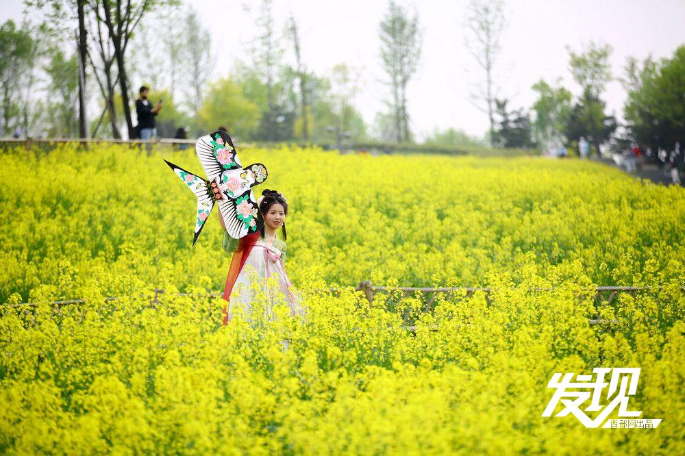 发现·春天里的陕西丨都市里的油菜花海 长安公园一片金黄