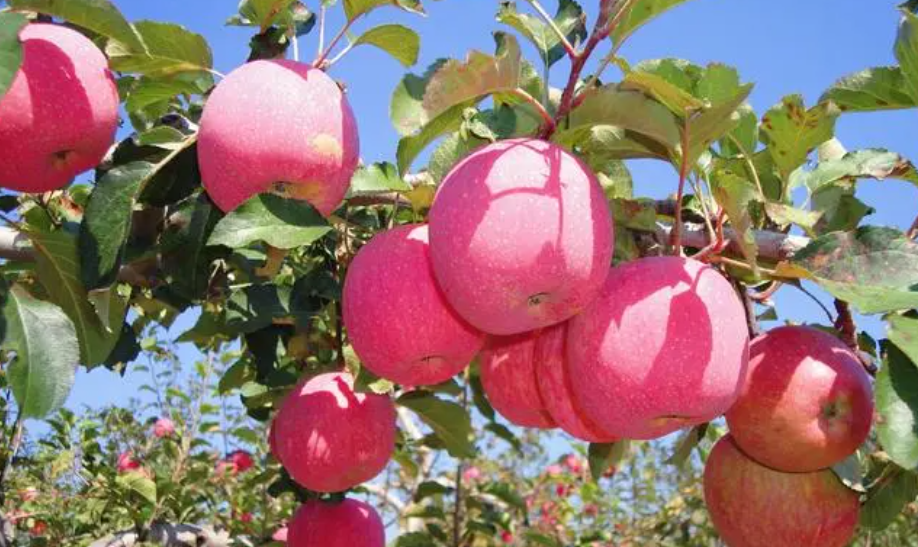 陕西认定96个苹果高质高效示范园